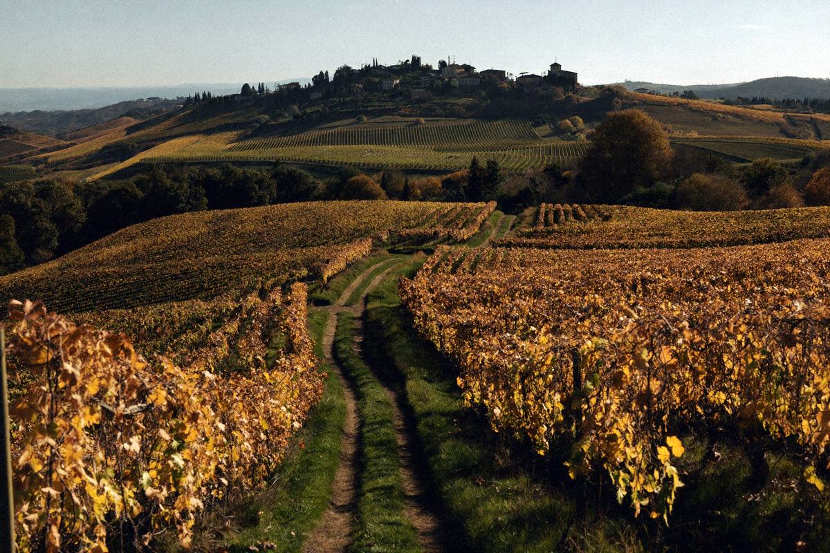 Walks among the vine rows